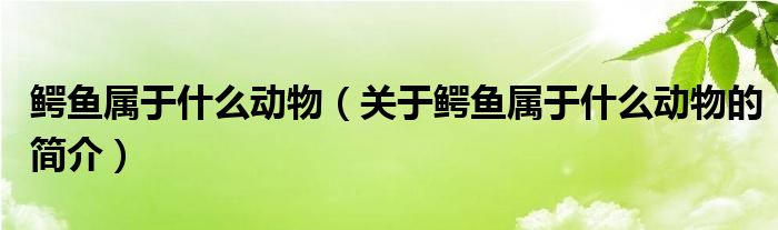 鱷魚屬于什么動(dòng)物（關(guān)于鱷魚屬于什么動(dòng)物的簡(jiǎn)介）