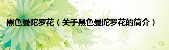 黑色曼陀羅花（關(guān)于黑色曼陀羅花的簡(jiǎn)介）