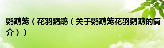 鸚鵡籠（花羽鸚鵡（關(guān)于鸚鵡籠花羽鸚鵡的簡介））