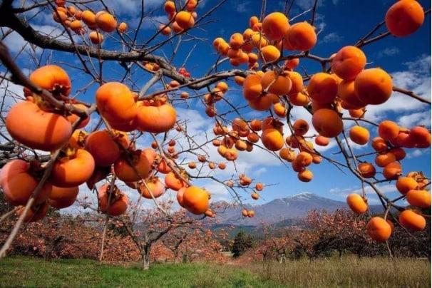 蘇州一地鐵站因柿子成網(wǎng)紅打卡點