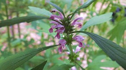 益母草對(duì)女性有哪些好處？