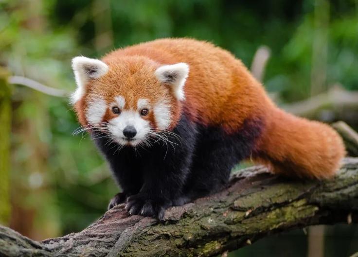 四川樂山警方成功破獲野生小熊貓案，部分小熊貓在轉(zhuǎn)交野生動物園后陸續(xù)死亡引發(fā)質(zhì)疑