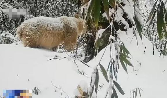 白化動物，探秘自然界奇特神秘個體