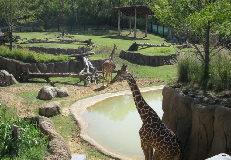 震驚！動物園深夜遭拆，多只保護(hù)動物傷亡，園方稱曾遭整改要求