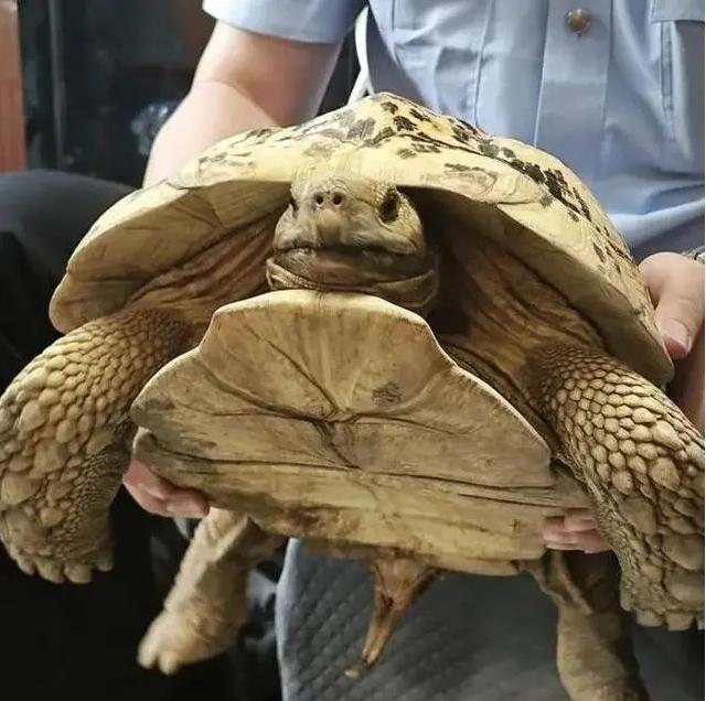 罕見巨型豹紋陸龜驚現(xiàn)上海綠化帶，上海動物園接收